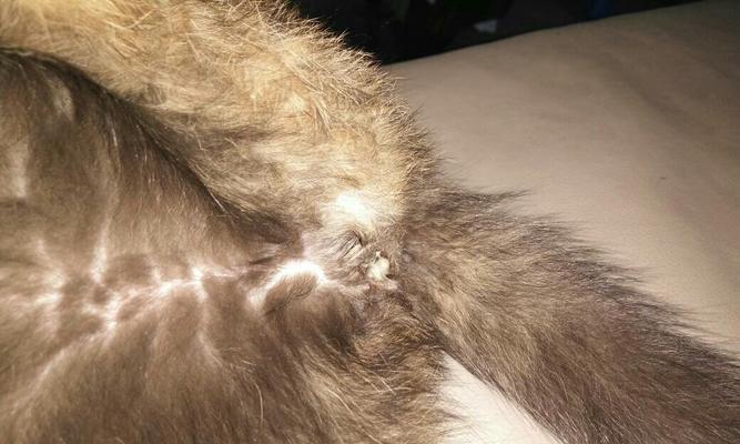 如何让你的猫触发喵圈（以游戏为主的方法介绍）
