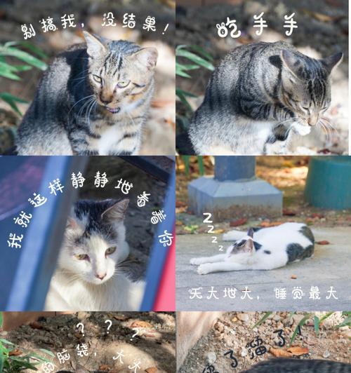 探索猫之城——山明箬影游戏解析（揭秘猫之城的独特魅力）