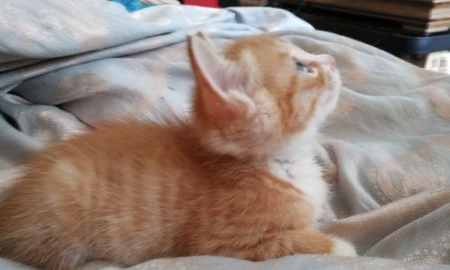 《猫之城篁迳月韵》培养攻略-探索猫咪乐园的奇妙冒险之旅（打造你的猫咪王国）