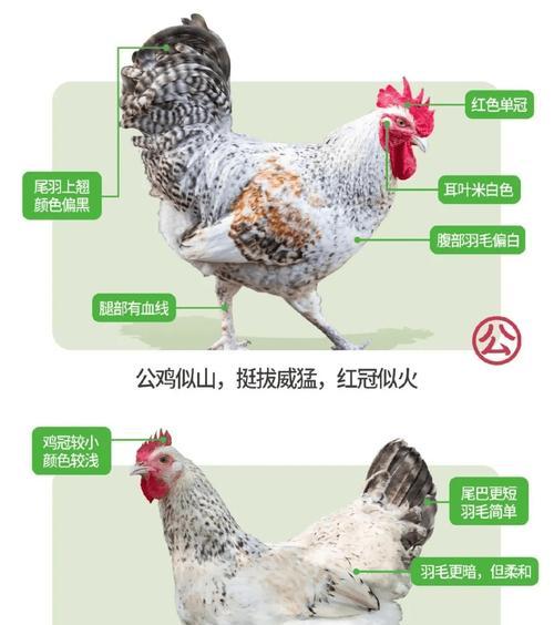 《小森生活金鸡之探寻金鸡分布的乐趣》（发现隐藏在游戏中的金鸡宝藏）